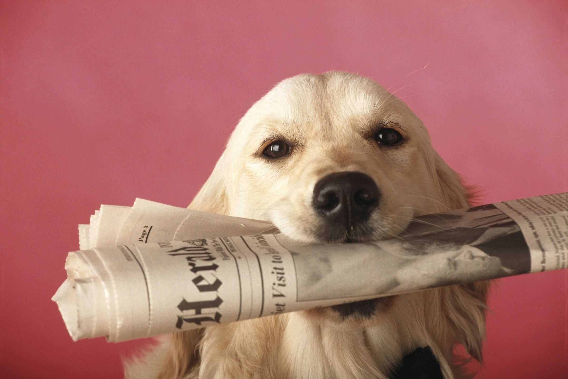 Dog with newspaper