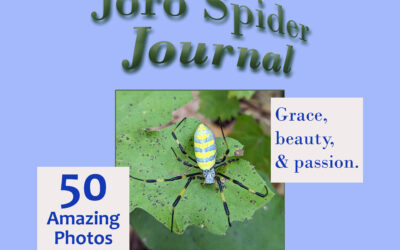 The Joro Spider Journal